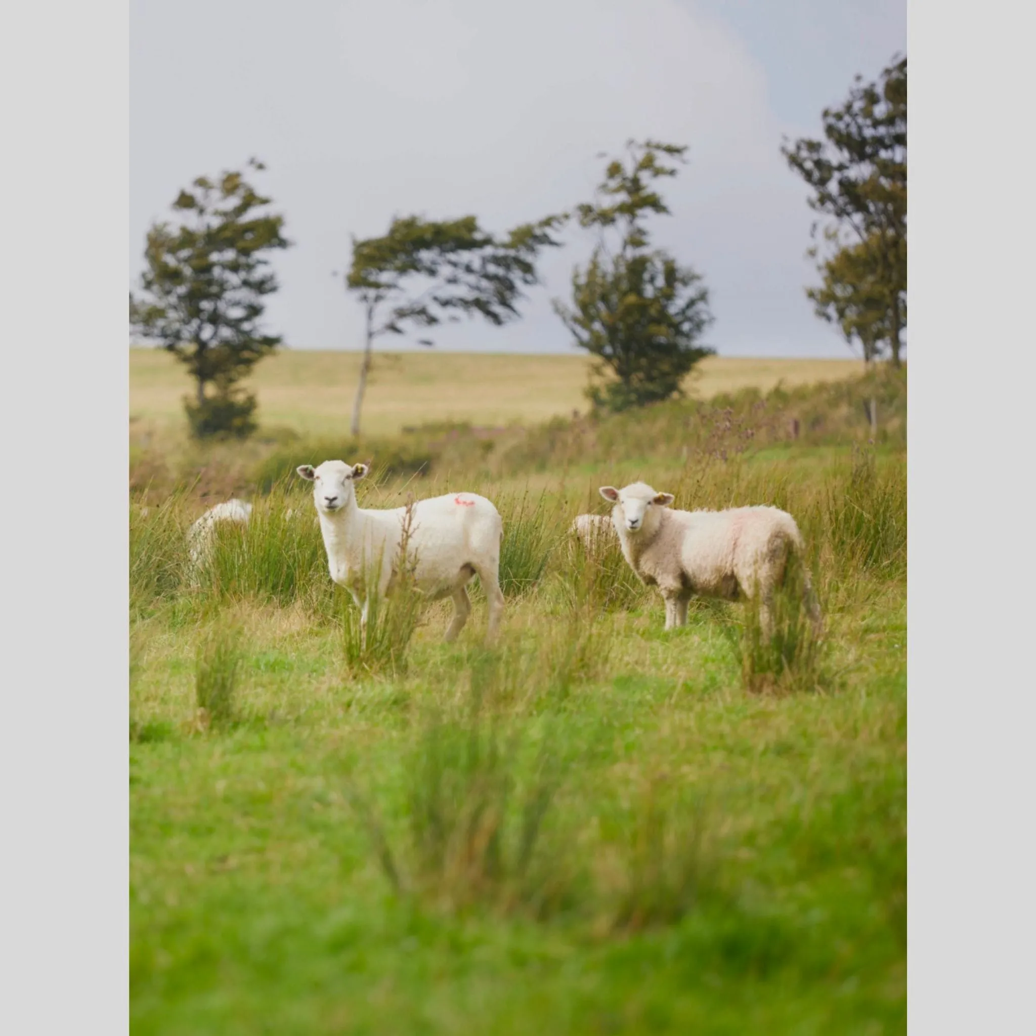 The Annual, Issue Three by John Arbon Textiles